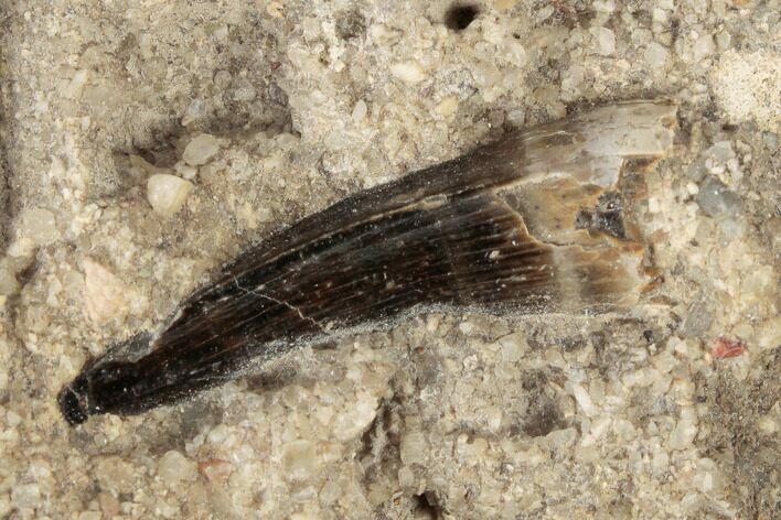 Jurassic Crocodile (Goniopholis) Tooth - New Mexico #189121